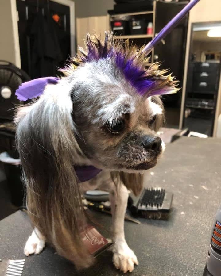 Small white dog with a purple mohawk after a creative groom