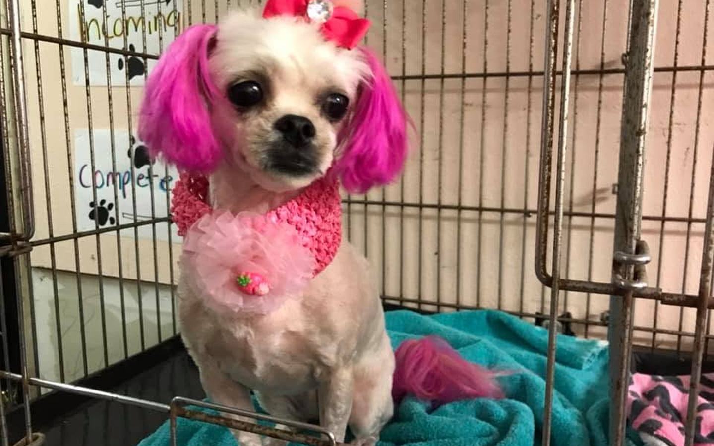 White poodle mix with hot-pink dyed ears in a pink bow