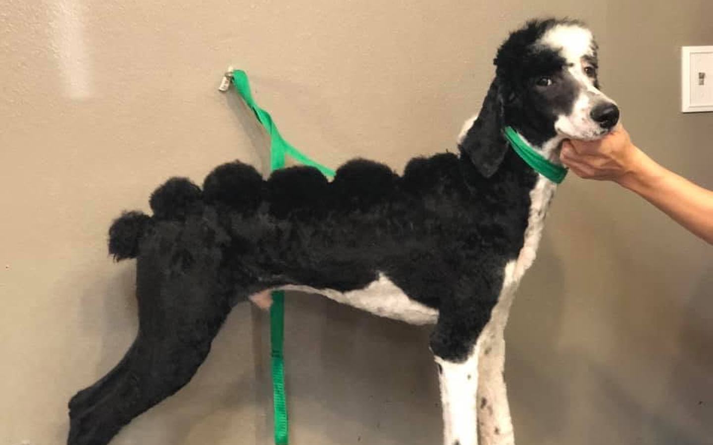 Black and white poodle with a scalloped pattern cut along its back