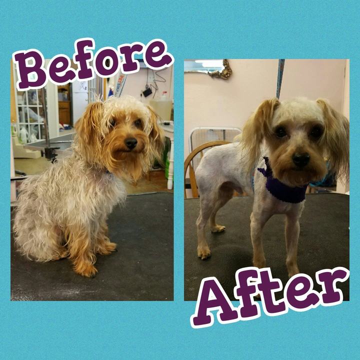 Before and after collage of a Yorkie mix, shaggy on the left and trimmed on the right