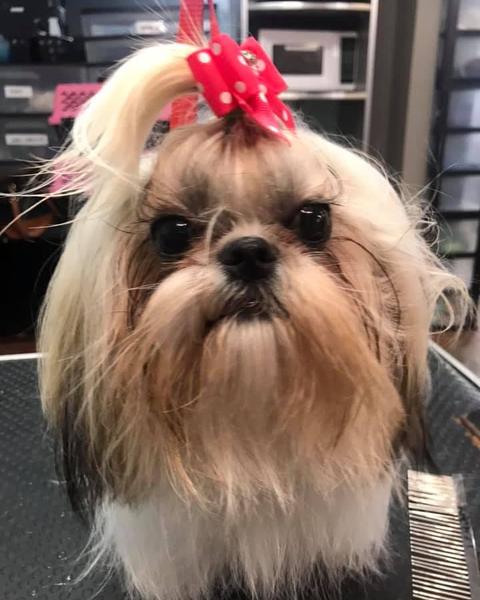 Shih Tzu with a red bow after a full groom