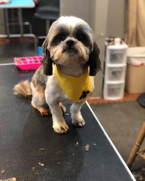 Black and white Shih Tzu in a yellow bandana on the table