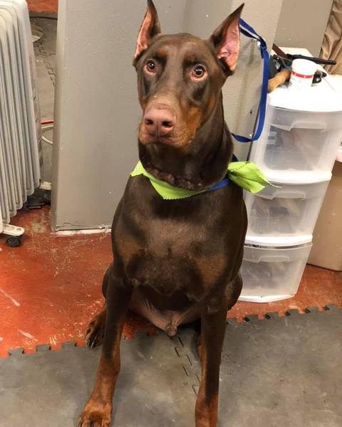 Red Doberman in a lime bandana, sitting tall