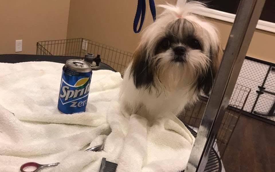 Shih Tzu after a bath on a towel