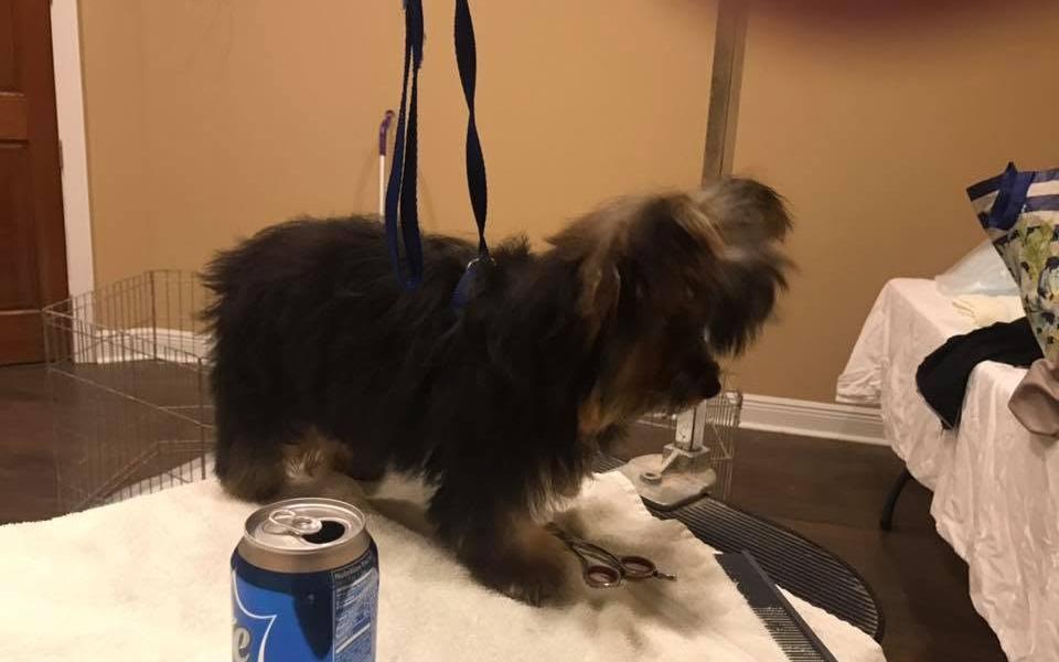 Yorkie puppy standing on a towel on the grooming table