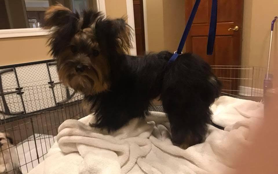 Yorkie with a fresh trim standing on a towel