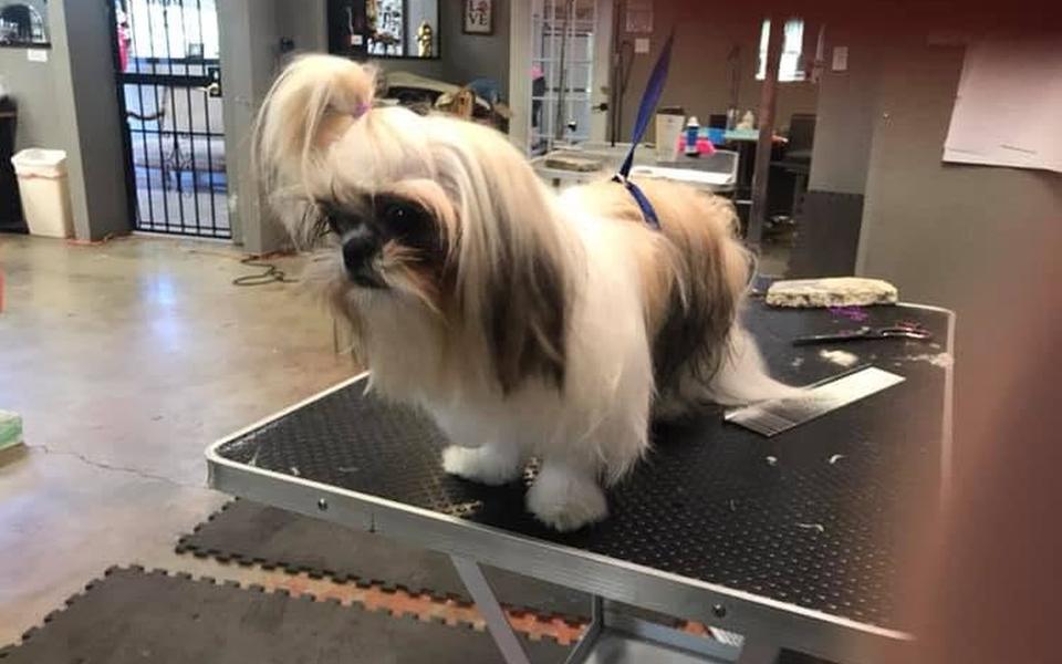 Shih Tzu on the grooming table after a brush-out