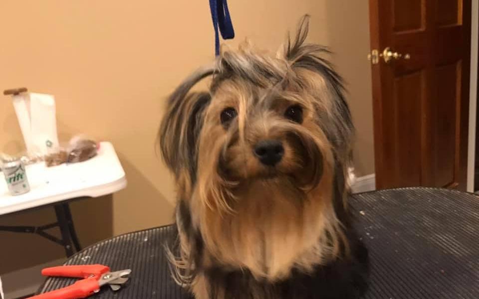 Yorkie sitting on the grooming table after a bath