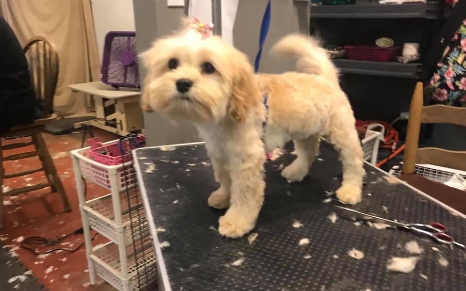Cream terrier mix after a groom, standing on the black table