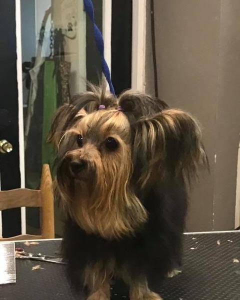 Yorkie in a blue grooming loop after a trim