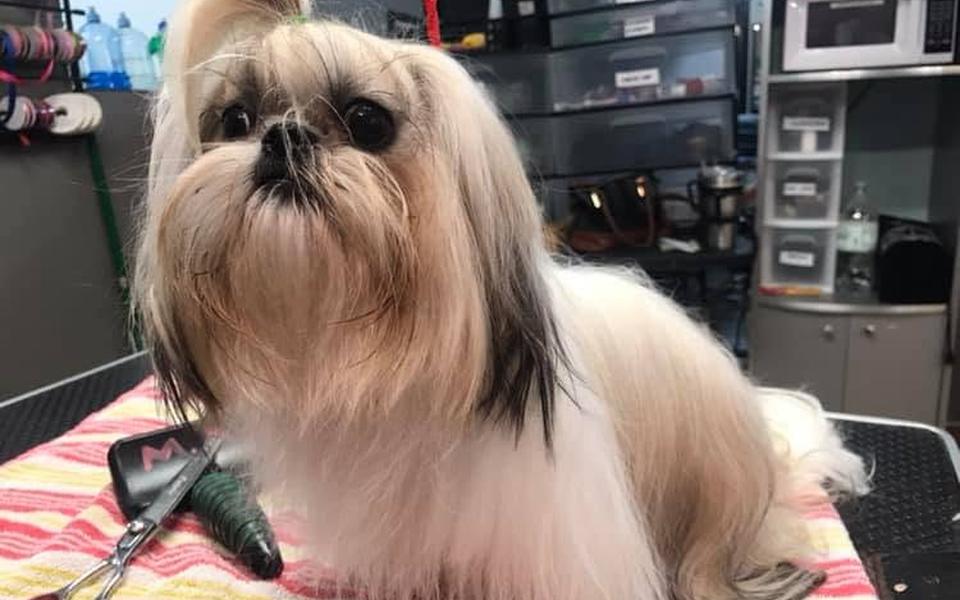 Long-coated Shih Tzu brushed out on the table