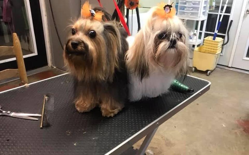 Yorkie and Shih Tzu side by side on the grooming table