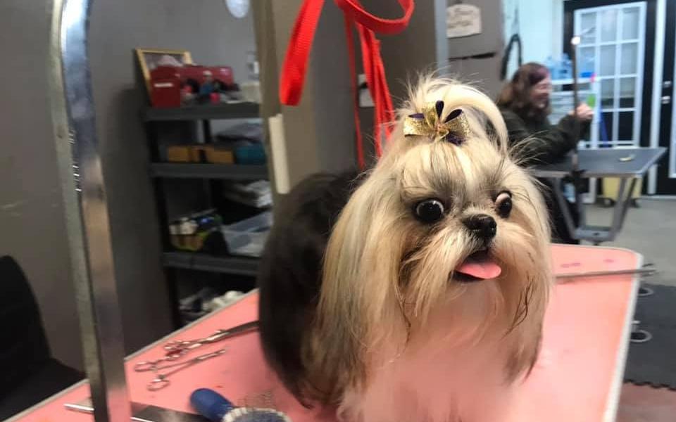 Small dog with a topknot bow after a groom