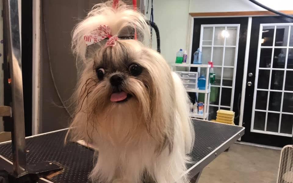 Shih Tzu with a bow, tongue out, after a groom