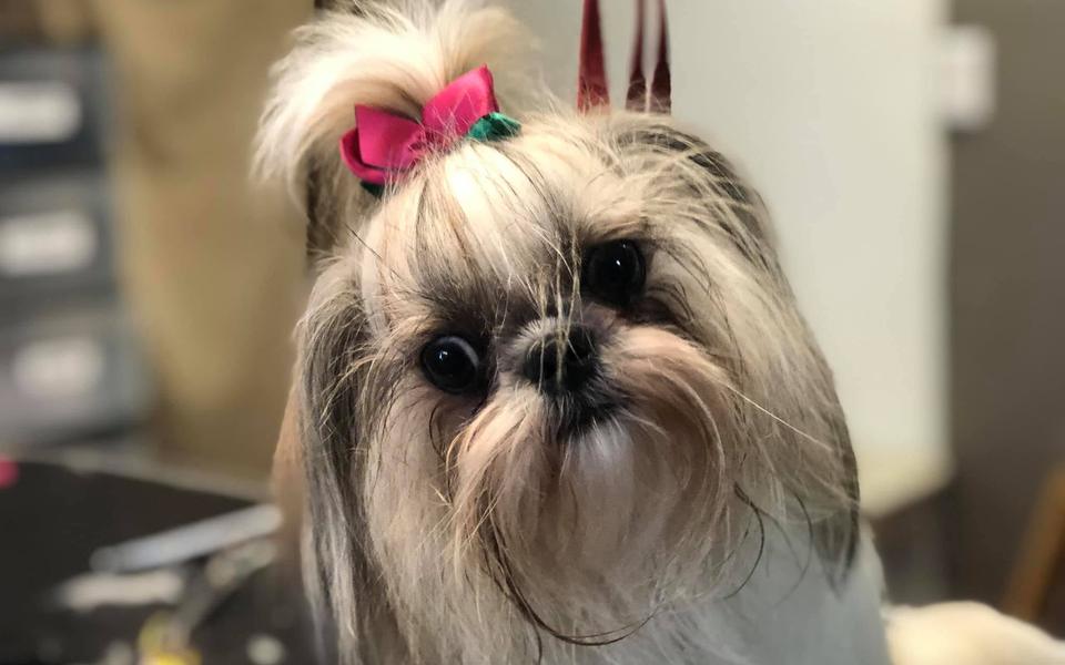Shih Tzu with a pink bow on the grooming table