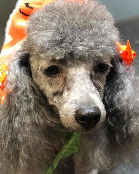 Grey toy poodle in a green bandana on the table