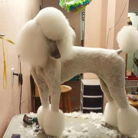 White standard poodle in a full show-style trim