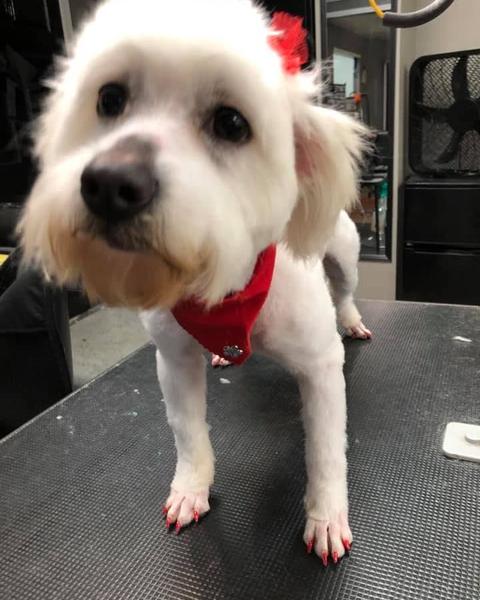 White small dog in a red bandana on the black grooming table