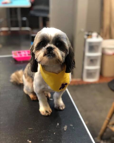 Black and white Shih Tzu in a yellow bandana