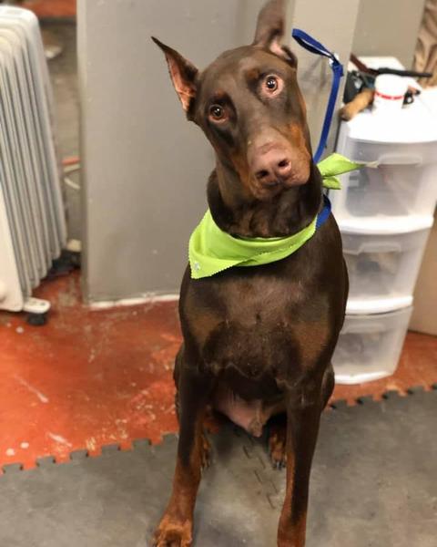 Red Doberman in a lime green bandana