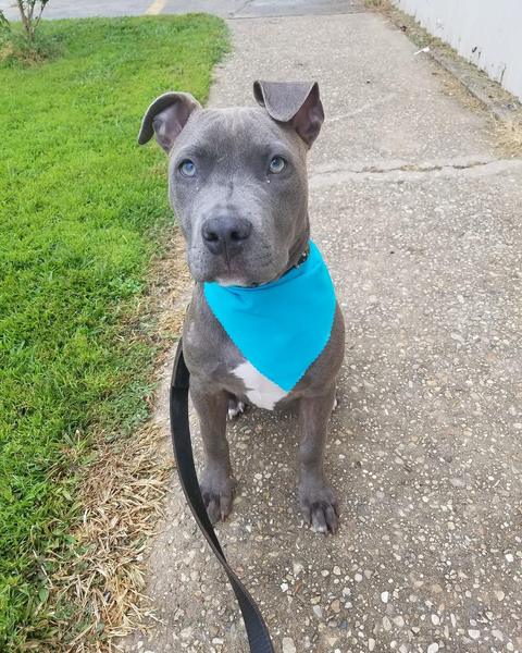 Blue-nose pit bull puppy in a teal bandana outside