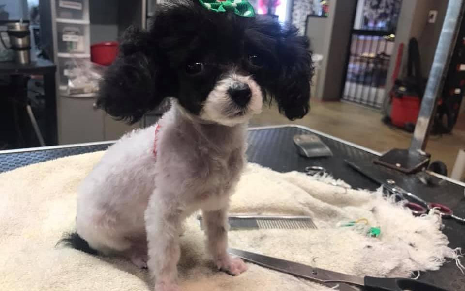 Black and white poodle mix with a green bow