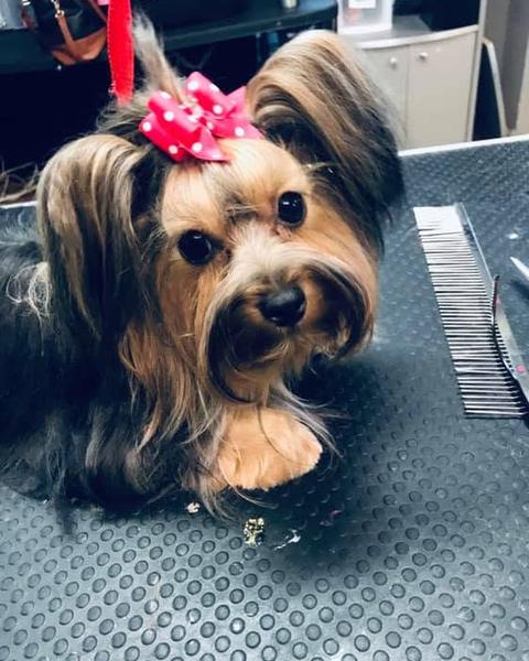 Yorkie with a red bow in its topknot