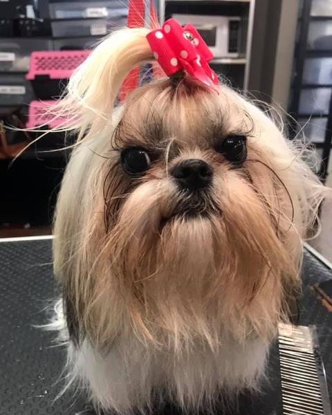 Shih Tzu with a red polka-dot bow