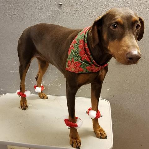 Brown Doberman in a red holiday bandana with red bows on its paws