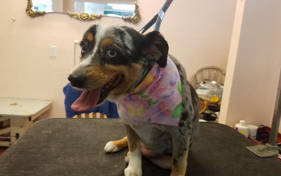 Australian shepherd mix in a pink bandana on the table