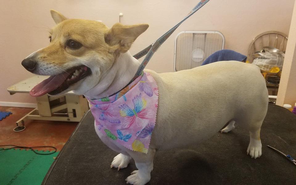 Tan dog in a pastel bandana after a bath