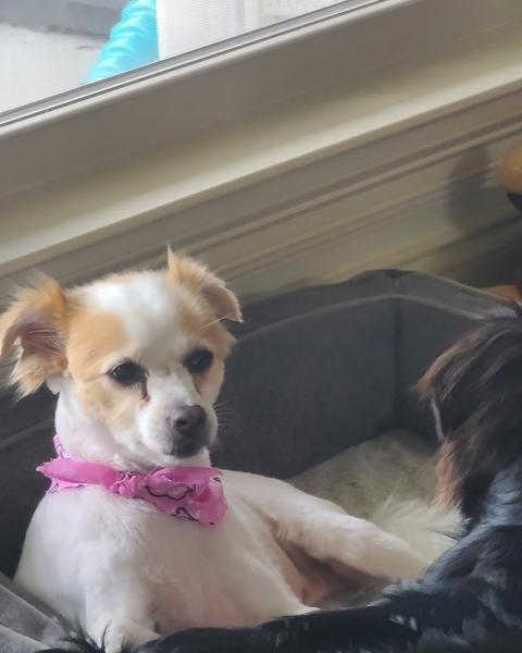 Chihuahua mix in a pink bandana resting in a car seat