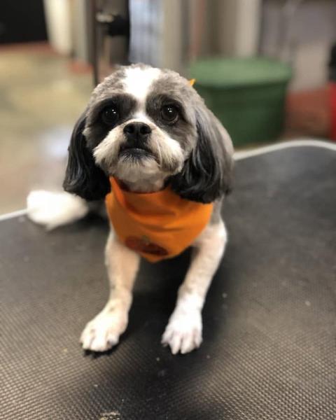 Black and white Shih Tzu in an orange Halloween bandana