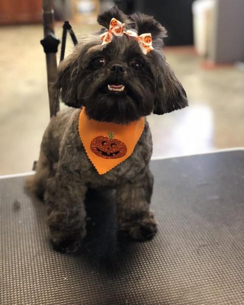 Black Shih Tzu mix with an orange bandana and a bow
