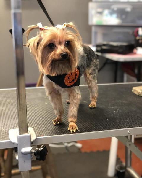 Yorkie in an orange pumpkin bandana
