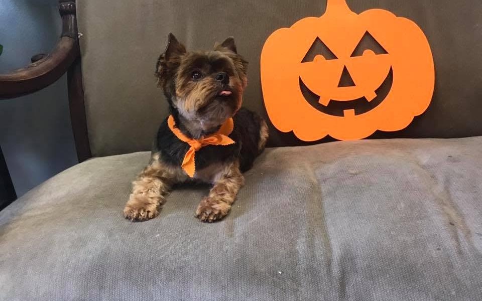Yorkie in an orange bandana sitting beside a paper jack-o-lantern on a grey couch
