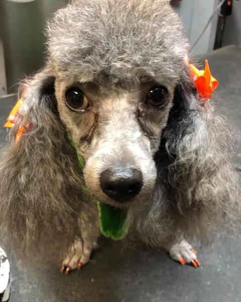 Grey toy poodle with tiny Halloween props on the table