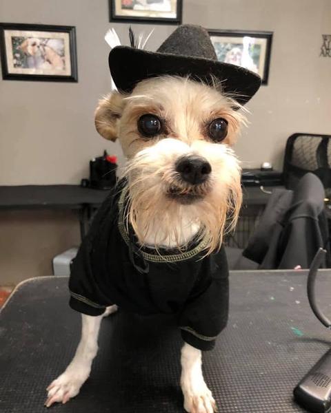 Small white dog in a black top hat and a bow tie