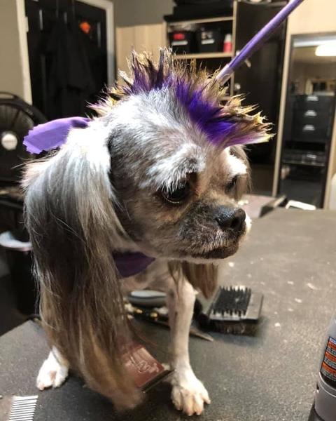 Small white dog with a purple mohawk after a creative groom