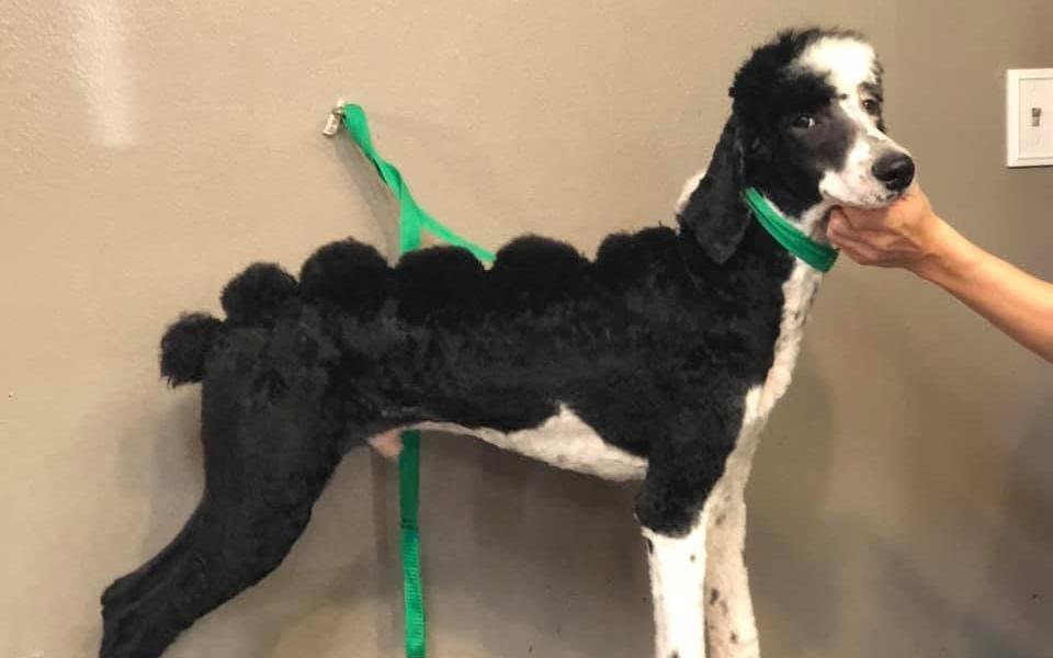 Black and white poodle with a scalloped pattern cut along its back