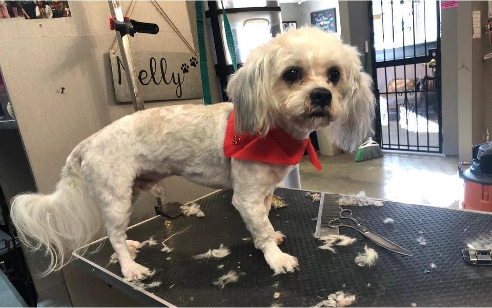 A freshly groomed dog in a red bandana in front of the Melly's sign on the wall