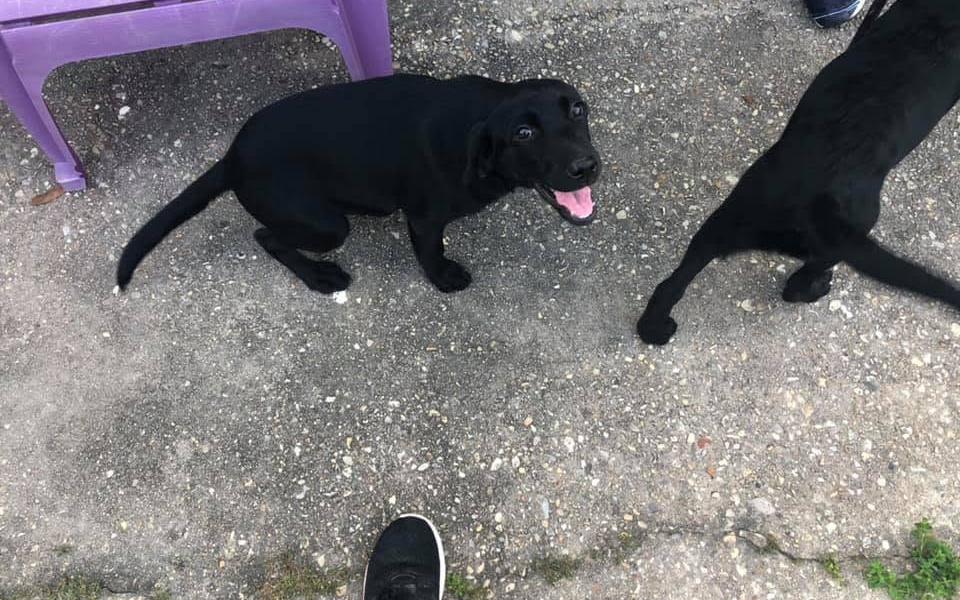 Black Labrador puppies playing on the concrete run