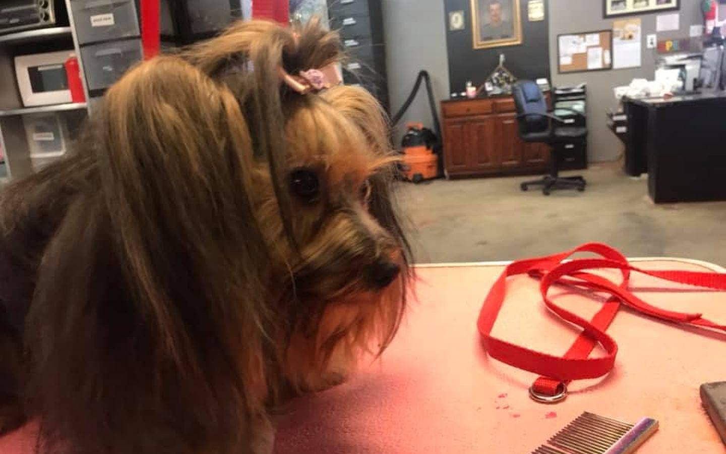 Long-coated Shih Tzu on the pink grooming table in the charcoal grooming room