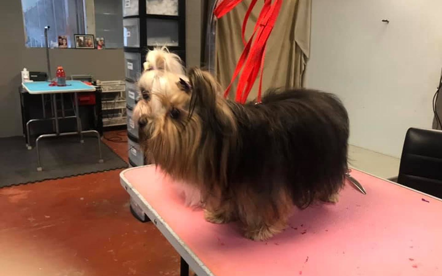 Small dog in a red grooming loop standing on the pink table