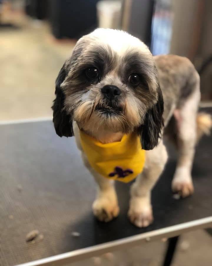 Shih Tzu in a yellow bandana after a full groom