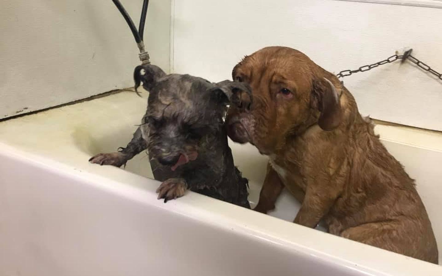 Two dogs in the tub during a bath