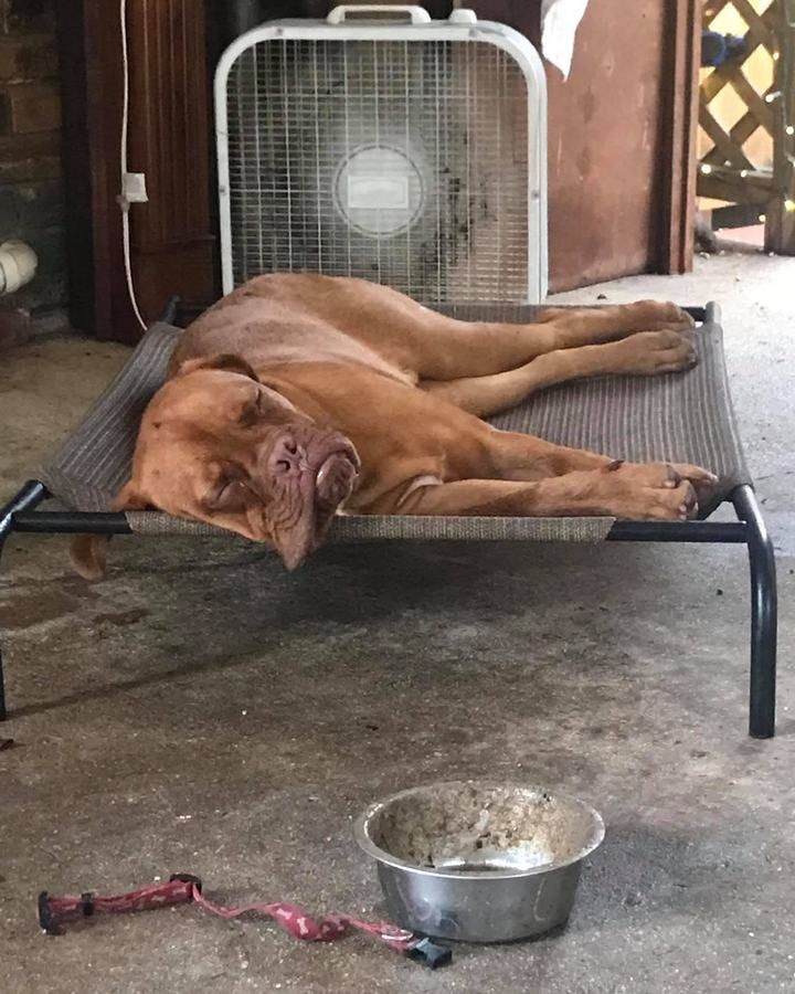 Brown dog resting on a raised cot beside a water bowl and a fan